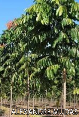 Mudas de mogno Africano